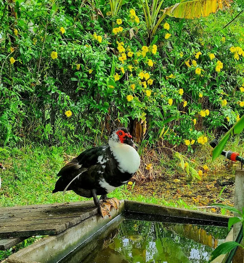 Pousada Areias Do Embau Guarda do Embau Brazil